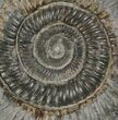Dactylioceras Ammonite Fossil - England #100485-1